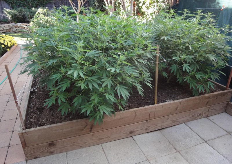 Cannabis Samen angebaut Freien 