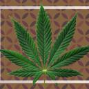 Was sind Cannabisfächerblätter?