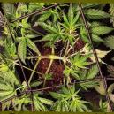 Fehler beim Trainieren von Cannabispflanzen – Was Du NICHT tun solltest