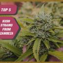 Die Top 5 Kush-Sorten von Zambeza Seeds