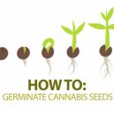 Wie man Cannabis Samen zur Keimung bringt
