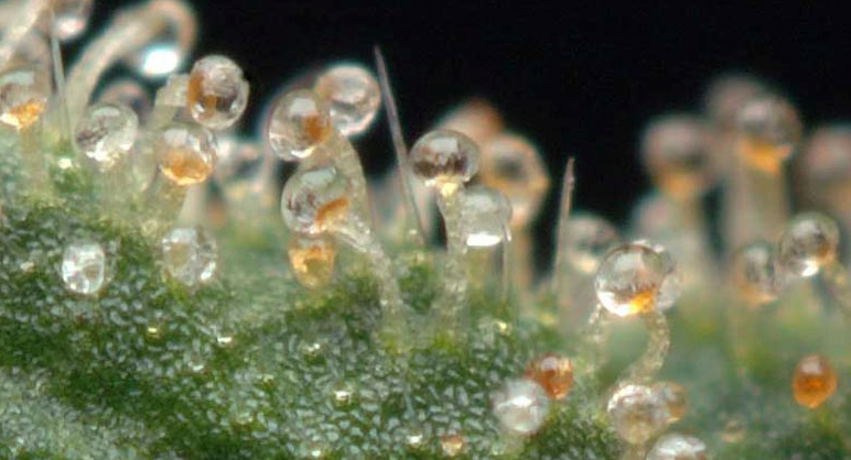 Cannabis Bernstein Trichome