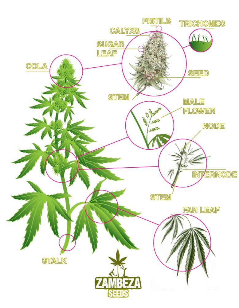 Die Anatomie Der Cannabispflanze