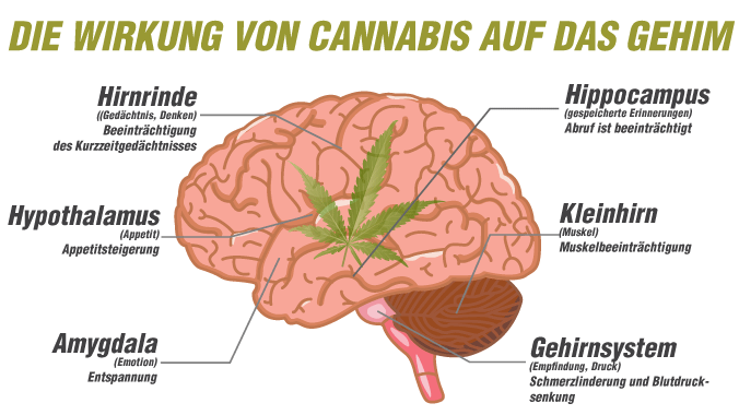 Die Wirkung von Cannabis auf das Gehirn