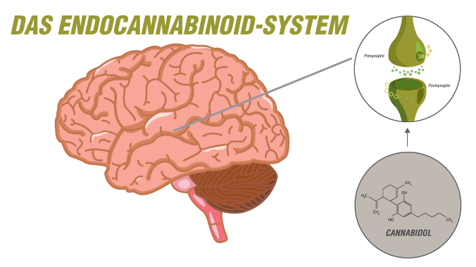 Das Endocannabinoid-System