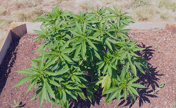 Grow Cannabis Outdoors