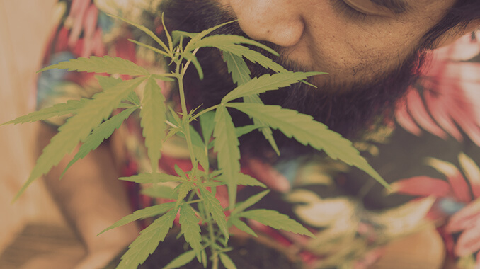 Zu Hause gewachsene Cannabispflanze