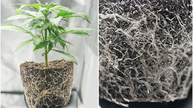  Cannabis-Pflanzenwurzeln