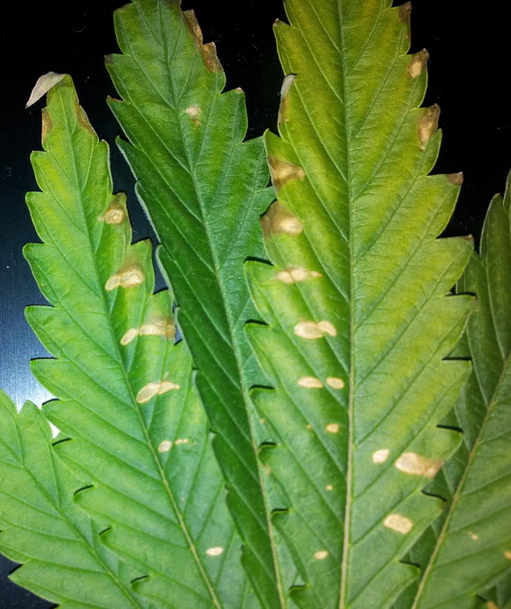 Calcium-Mangel Cannabispflanzen