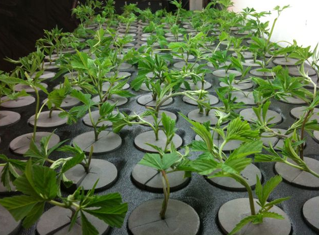 Clones Cannabispflanzen