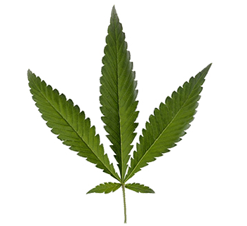 Cannabis Ruderalis Blatt