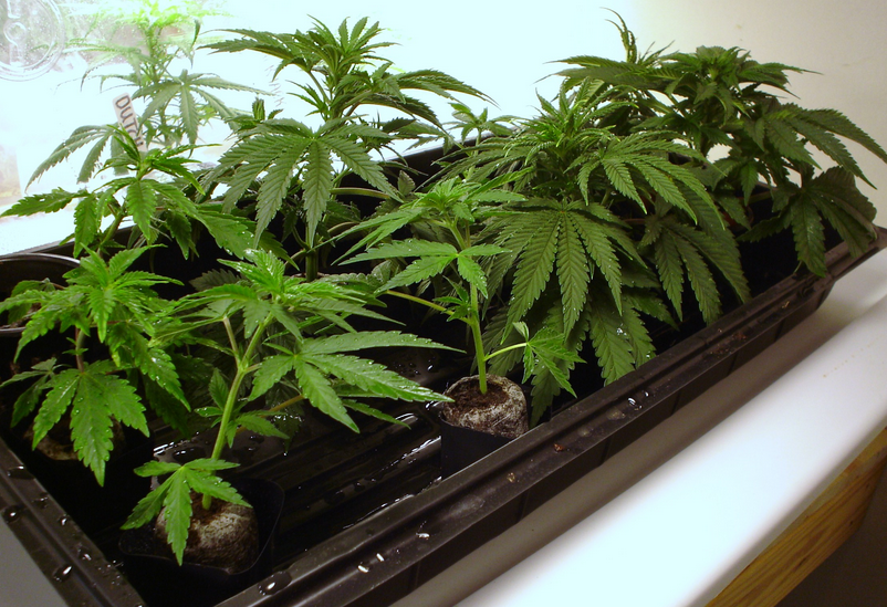 Cannabis Clones