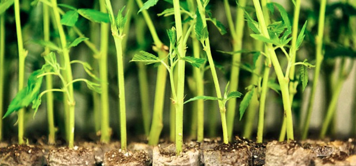 Marijuana Clones