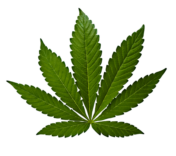 Cannabis Indica Blatt
