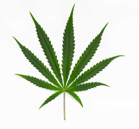 Cannabis Sativa Blatt