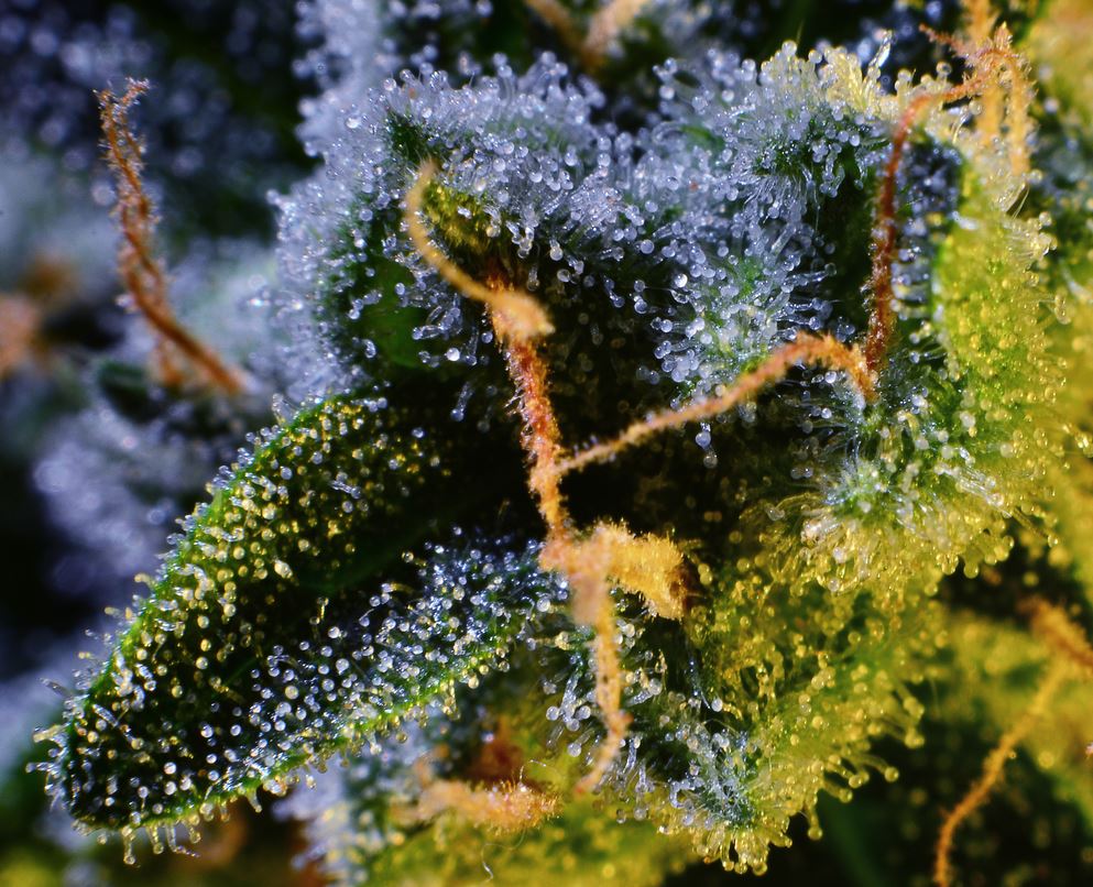 Northern Lights XL Trichomes