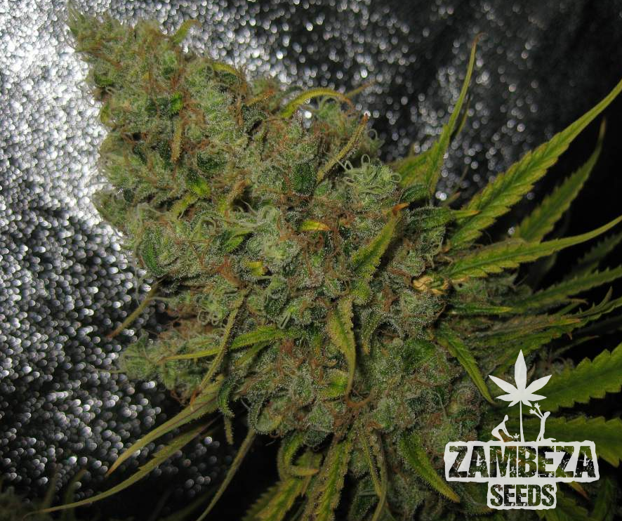 Original Amnesia Haze Feminisierte Marijuana Samen