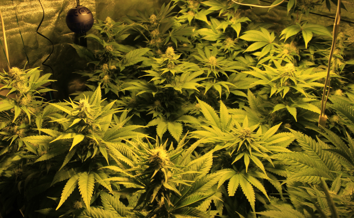 Indoor Cannabispflanzen