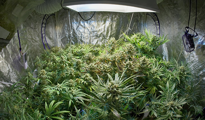 cannabis growroom anbauraum