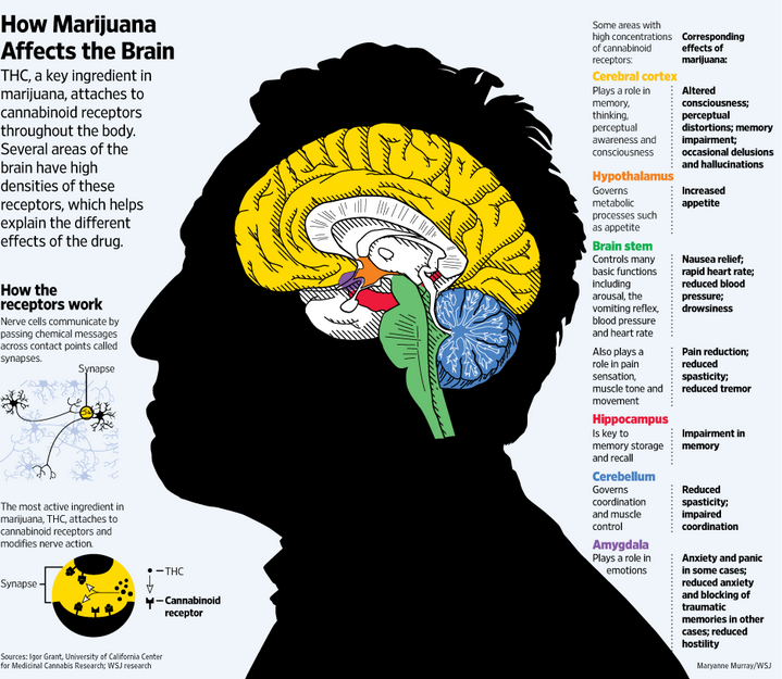 THC und das Gehirn