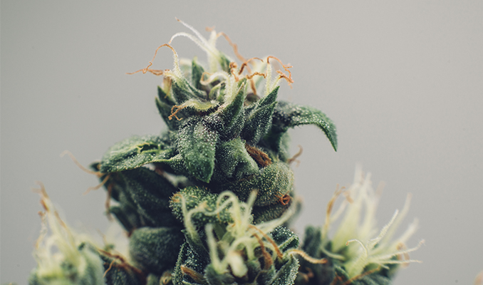 Was sind Cannabis-Hybride und wie entstehen sie?
