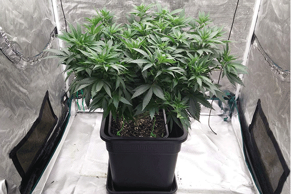 Lemon Kush Zambeza Strain in vegetative phase