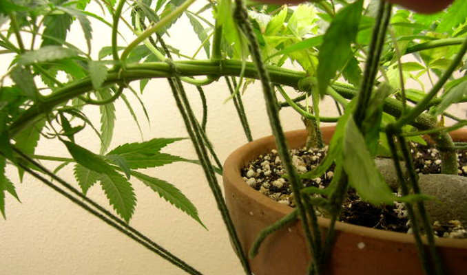 Low Stress Training: Steigere den Ertrag Deiner Cannabispflanze