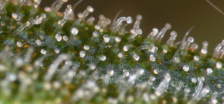 Cannabis Milky Trichome