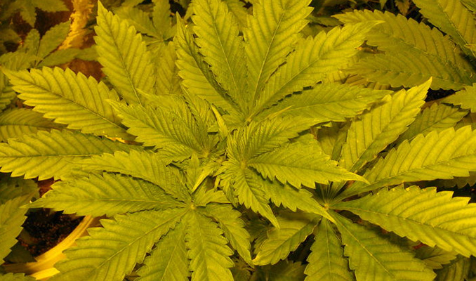Stickstoffmangel bei Cannabispflanzen