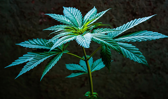 Die vegetative Phase von Cannabis