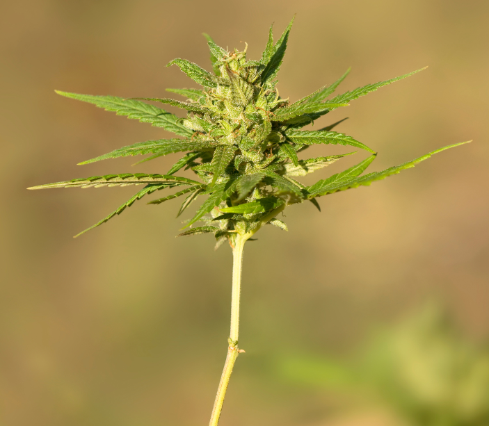 Cannabis-Pflanzen Marihuana