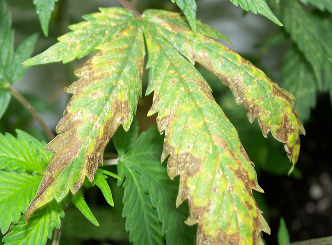 Kaliummangel Cannabispflanze Cannabis