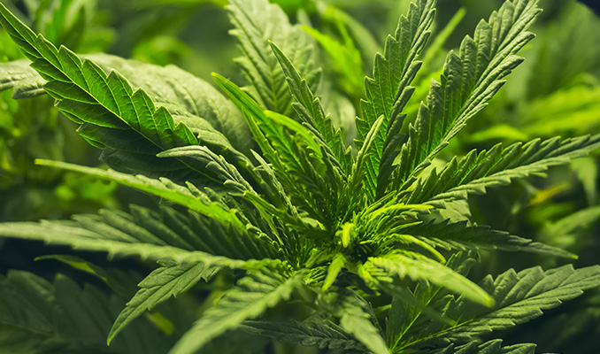 Top 10 der Gründe für langsames Cannabiswachstum