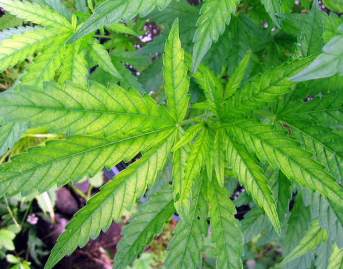 Schwefelmangel Cannabis