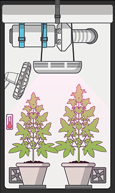 LUFTZIRKULATION & GERUCHSKONTROLLE cannabis