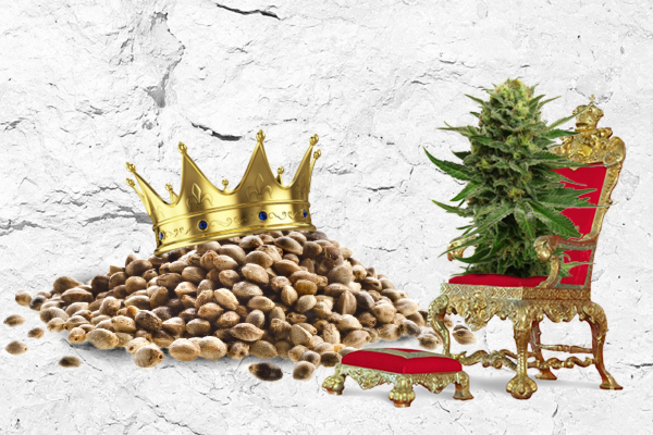 König Willem Alexanders Cannabis Thron