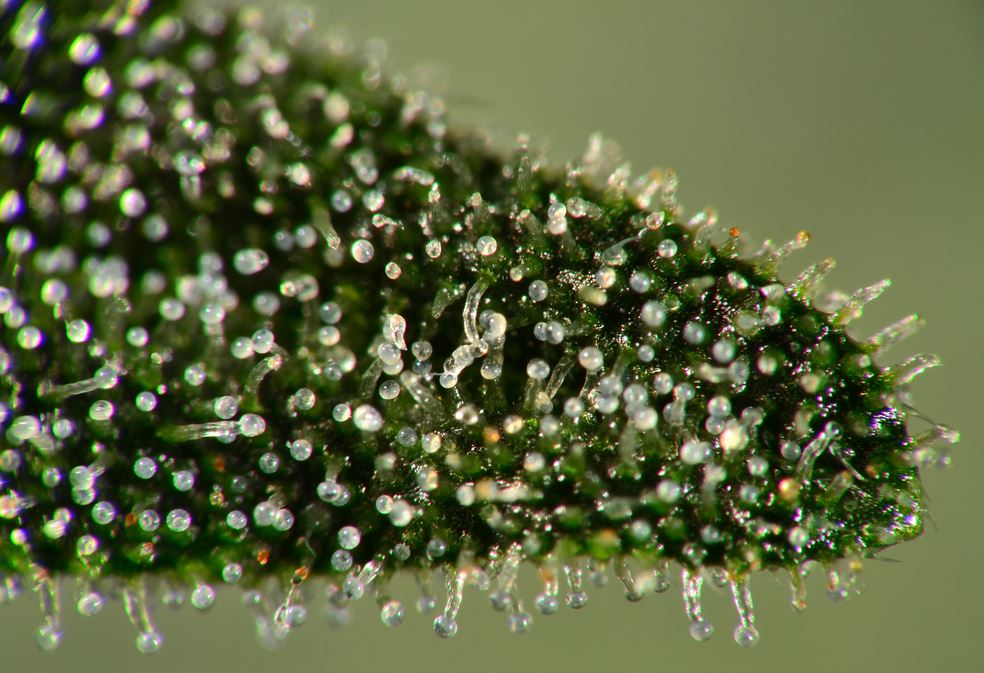 Trichome