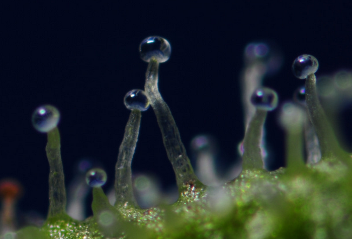 Cannabis Transparent Trichomen