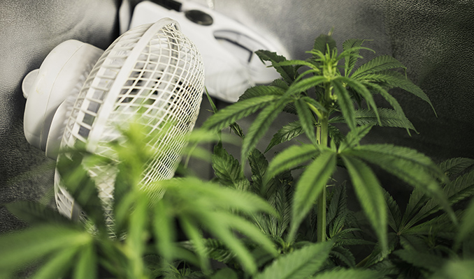 Die Bedeutung von Luftstzirkulation beim Anbau von Cannabis