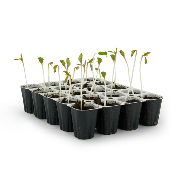 Zambeza Seedkit the best way to germinate cannabis seeds