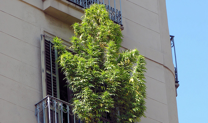 Cannabis auf dem Balkon anbauen