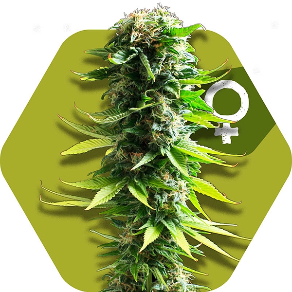 Blue Spider Cannabis seeds