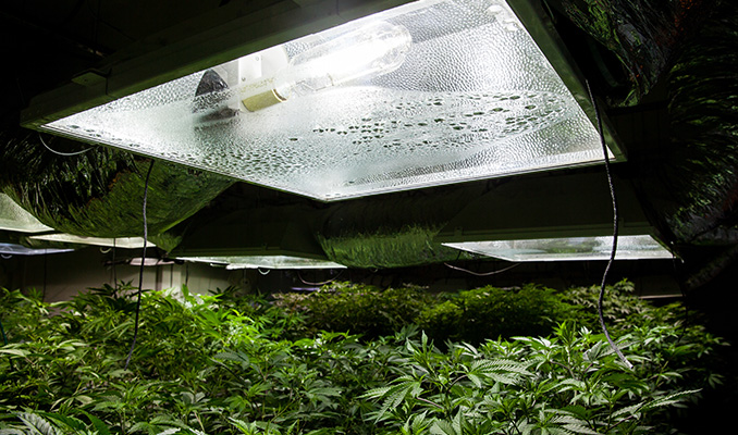 Wie Man Die Besten Wachstumsbedingungen Für Cannabis Schafft