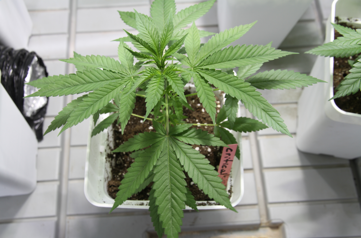 Critical Pride Cannabis-Pflanze