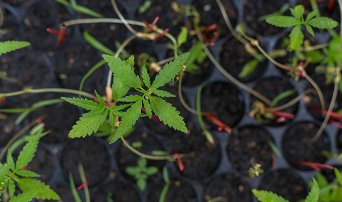 Wie Du Deine eigene Cannabisgenetik züchtest und bewahrst