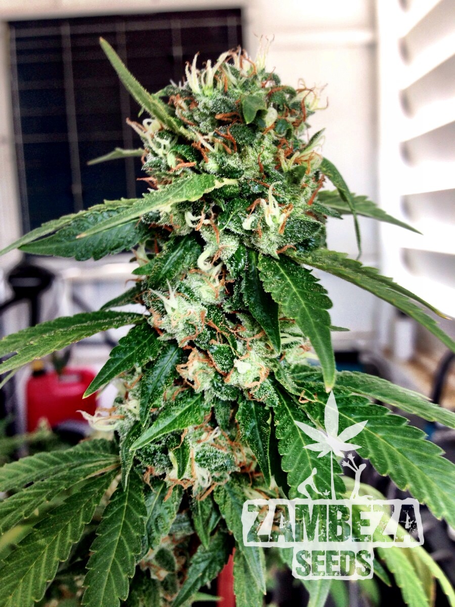 Blueberry Haze Feminisierte Marihuana Samen