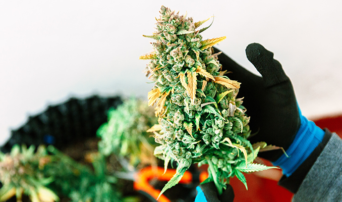 Die besten Methoden, um Cannabiserträge zu steigern