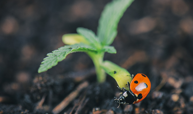 Biologische Methoden der Schädlingsbekämpfung für Cannabispflanzen
