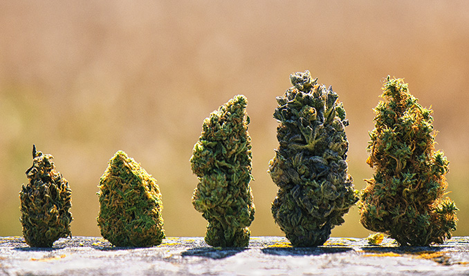 Eine Anleitung zum Mischen verschiedener Cannabissorten 