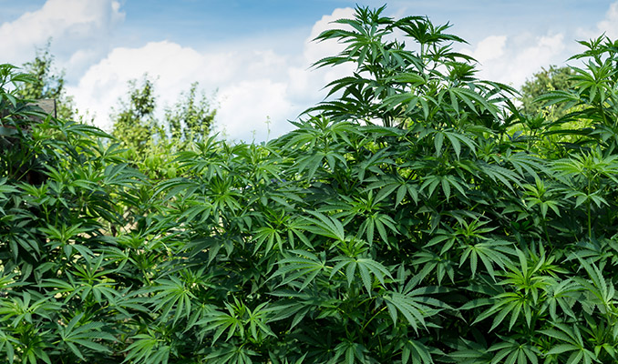 Die vollständige Anleitung für den Cannabisanbau im Freien